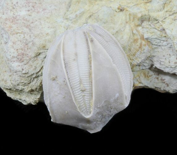 Blastoid (Pentremites) Fossil - Illinois #60132